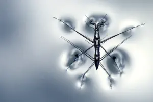 Team Foundation Server