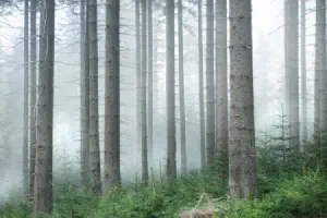 NGenerics overview - GeneralTree and the Visitor pattern