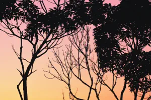 NGenerics Overview - Binary Trees and Binary Search Trees