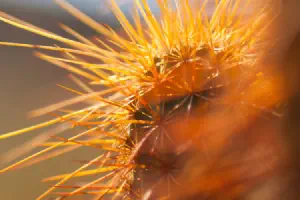 Using Sonar Cloud on .NET Core with Travis